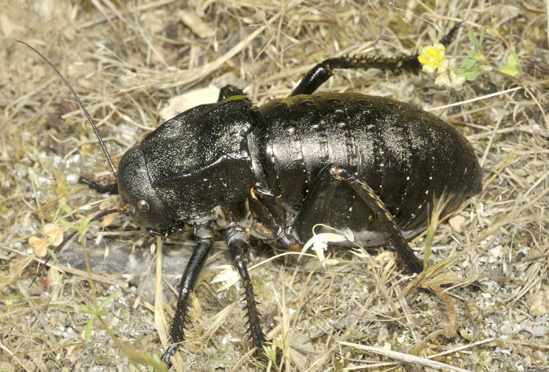 Coleottero da id.: No, Ortottero Bradyporidae: Bradyporus dasypus